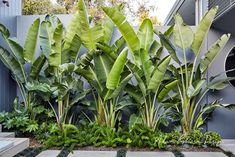 some very pretty plants by the side of a building