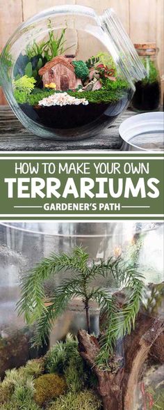 terrariums with plants in them and text overlay that reads how to make your own terrariums gardener's path