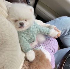 a small white dog sitting on top of a person's lap in a car