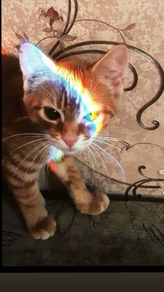 a small kitten with multicolored hair standing on a wooden floor next to a wall