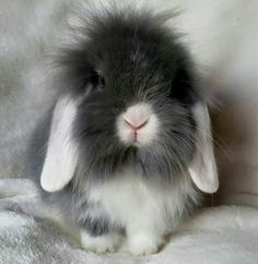 a gray and white bunny sitting on top of a blanket