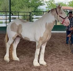 a man standing next to a brown and white horse in an arena with people looking on