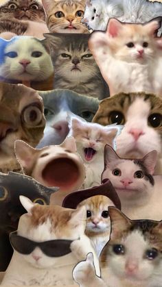 a collage of many different cats with their faces in the shape of hats and sunglasses