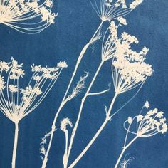 some white flowers on a blue background