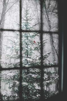 a red bird sitting on top of a window sill in front of snow covered trees