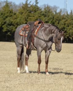 a gray horse with saddle standing in a field