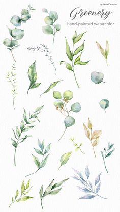 watercolor greenery clipart set