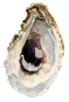 watercolor painting of an oyster shell