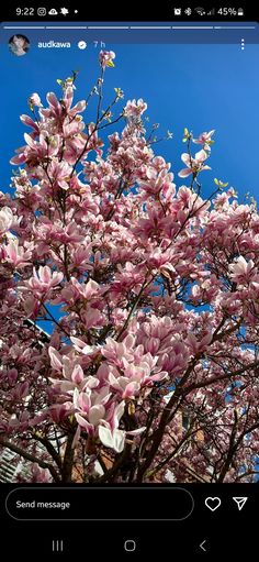 pink flowers are blooming on the tree in front of a blue cloudless sky