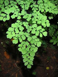 a close up of a green plant with lots of leaves on it's stems