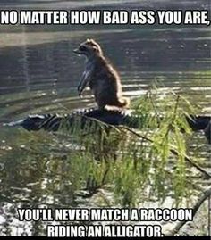 Funny Memes About Life, Animal Humor, Raccoon Funny, 웃긴 사진