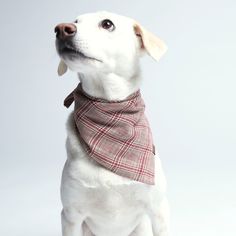 a white dog wearing a red plaid bandana and looking up at the sky while sitting down