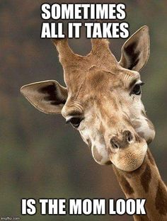 a giraffe with its tongue out and the caption reads, o gym ty kobieto perdrolisz?