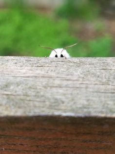 a small white bird sitting on top of a wooden fence