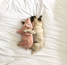 a small dog laying on top of a bed next to a pink stuffed animal toy