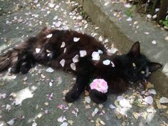 a black cat laying on the ground with petals all over it's body and head