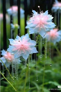 pink and white flowers with drops of water on them