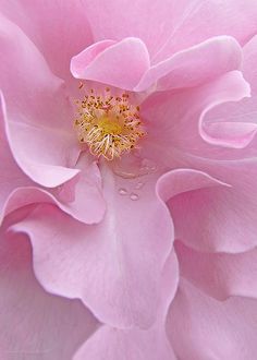 the center of a pink flower with water droplets on it's petals and yellow stamen