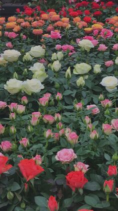 many different colored flowers in a field