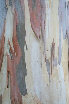 the bark of an old tree has been painted red, white and blue with brown spots