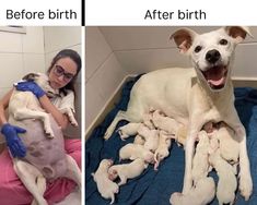 two pictures side by side one shows a woman holding her dog and the other shows puppies in their mother's arms