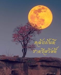 an image of a full moon in the sky above a tree on top of a cliff