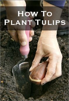 a person is digging in the dirt with a garden tool and text overlay reads how to plant tulips