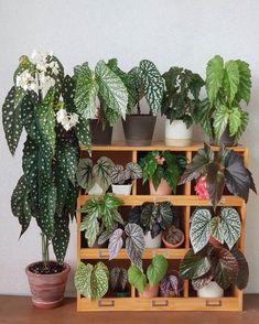 several potted plants sit on shelves in front of a wall