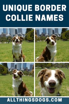 collage of four pictures of a dog in a park with the words unique border collie names