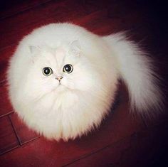 a fluffy white cat sitting on top of a wooden floor