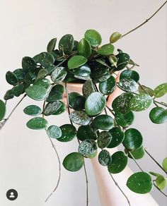 a potted plant with green leaves in it