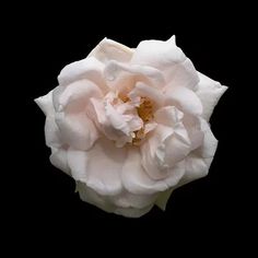 a single white rose on a black background