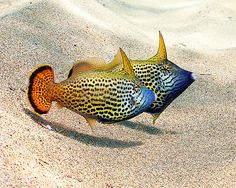 two colorful fish sitting on top of a sandy beach