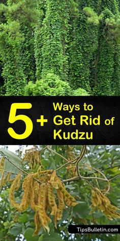 the top 5 ways to get rid of kudzu in your backyard or garden