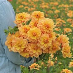 a person holding a bunch of flowers in their hands and looking at them from the ground