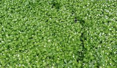 green plants with white flowers growing on them