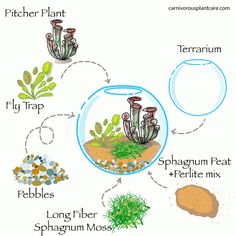 an aquarium with plants and other things in it, labeled to describe the different types of fish