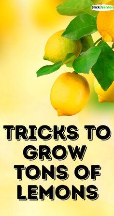 there are lemons growing on the tree with text that reads tricks to grow tons of lemons