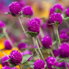 purple flowers with green leaves in the foreground