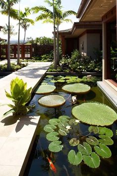 there are many water lilies in the pond and on the side of the house