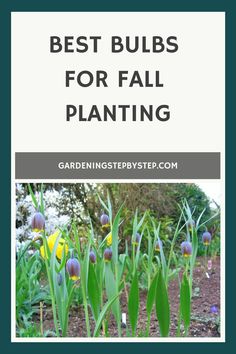 Best bulbs for fall planting. Gardeningstepbystep.com banner with blooming bulbs in a garden plot. Bulbs To Plant In Fall, Fall Bulb Planting, When To Plant Tulips, Plant In Fall, Fall Pots, Bulb Planting, Fall Landscaping