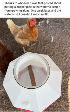 a chicken standing next to a broken toilet