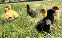 three ducklings are sitting in the grass near each other and one is looking at the camera