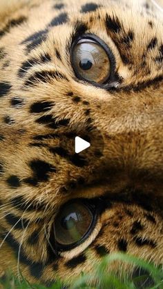 a close up of a cheetah's face with grass in the background