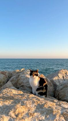 a cat sitting on some rocks by the ocean