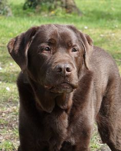 a brown dog standing on top of a grass covered field