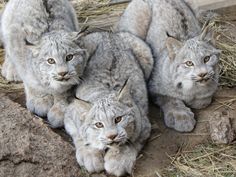 three baby lynxs are sitting on the ground together in front of some rocks and grass