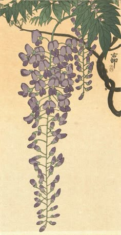 an illustration of purple flowers hanging from a tree