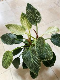 a potted plant with green and white leaves