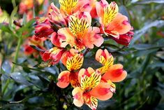 an orange and yellow flower is in the middle of some green leaves with other flowers behind it